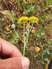 Crepis vesicaria