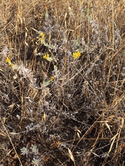 Heterotheca sessiliflora echioides
