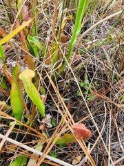 Sarracenia minor
