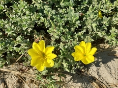 Oenothera drummondii