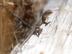 Ctenophorus modestus