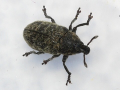 Rhinocyllus conicus