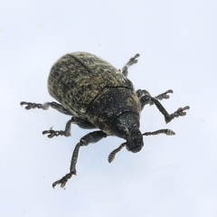 Rhinocyllus conicus