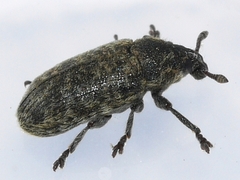 Rhinocyllus conicus