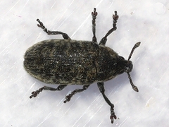 Rhinocyllus conicus