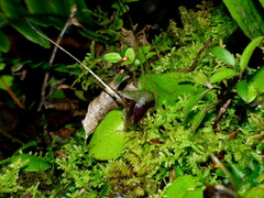 Corybas hatchii