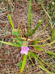 Rhexia nuttallii