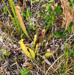 Sarracenia minor