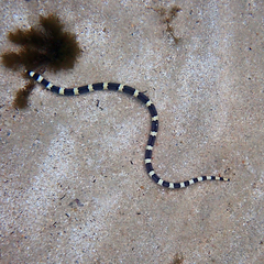 Leiuranus semicinctus
