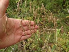 Bromus pubescens
