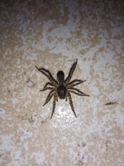 Paratrochosina amica