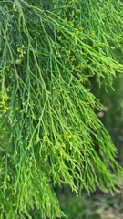 Exocarpos cupressiformis