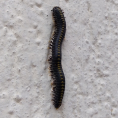 Rhinocricidae