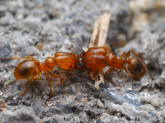 Pheidole bicarinata
