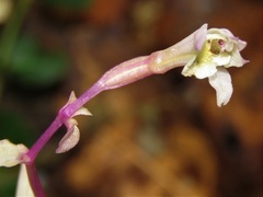 Triphora trianthophoros