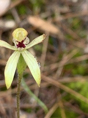 Caladenia transitoria