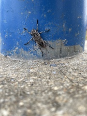 Acanthocinus nodosus