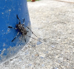 Acanthocinus nodosus