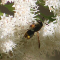 Hoplitimyia mutabilis