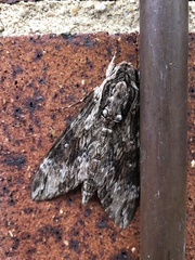 Agrius godarti
