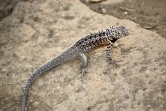 Microlophus indefatigabilis