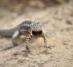 Microlophus indefatigabilis