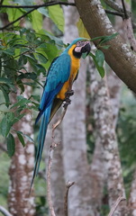 Ara ararauna