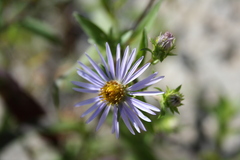 Symphyotrichum novi-belgii novi-belgii