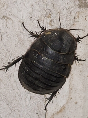 Polyphaga saussurei