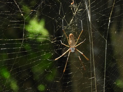 Nephila cornuta