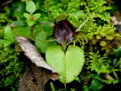 Corybas hatchii