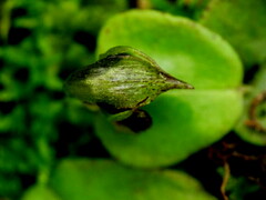 Corybas hatchii