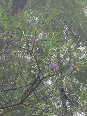 Solanum laciniatum