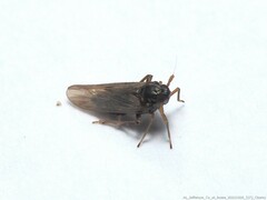 Pissonotus piceus