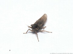 Pissonotus piceus