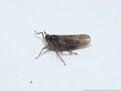 Pissonotus piceus