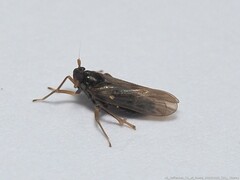 Pissonotus piceus