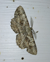 Cymatophora approximaria