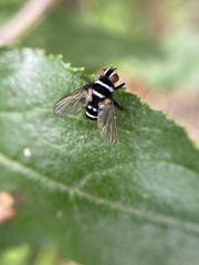Trigonospila cingulata