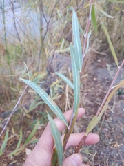 Salix exigua