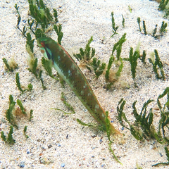 Novaculoides macrolepidotus