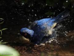 Pipraeidea melanonota