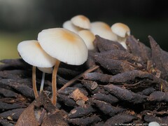 Strobilurus conigenoides