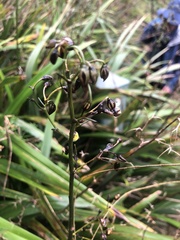 Dianella tasmanica