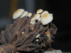 Strobilurus conigenoides