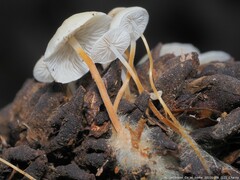 Strobilurus conigenoides