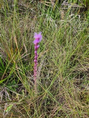 Liatris tenuifolia