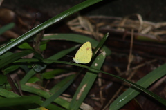 Pyrisitia lisa centralis