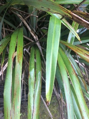 Dianella tasmanica