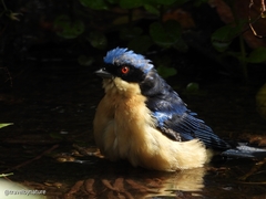 Pipraeidea melanonota